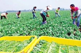 國辦發文助力貧困農戶 消費扶貧促增收，鄉村振興正當時