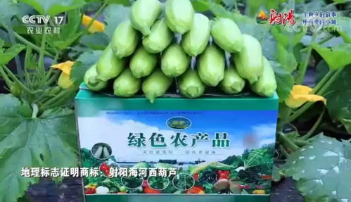 火遍全國！射陽綠色農產品宣傳片刷屏央視、江蘇衛視黃金時段