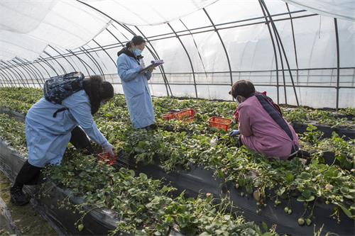 市農業農村局三步走保障疫情防控期間農產品質量安全