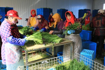 鄉(xiāng)村婦女的增收新路 鎮(zhèn)辦企業(yè)里，六小時(shí)換來四十元與出口的韭菜